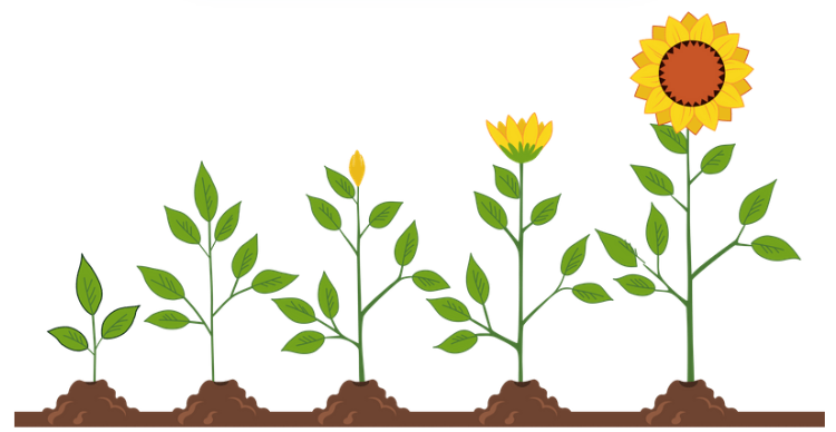growth
